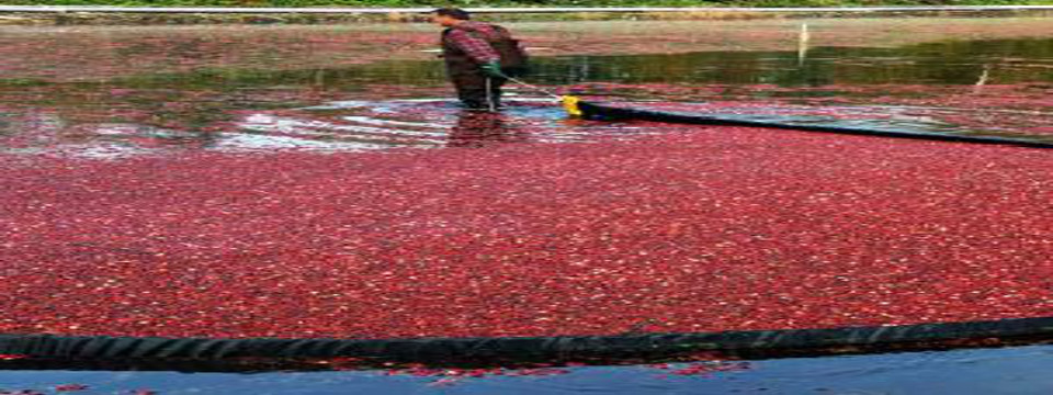 Ocean Spray Cranberries hero.JPG